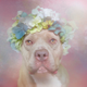 Illustration for article titled Dogs With Flower Crowns Promote Pit Bull Adoption